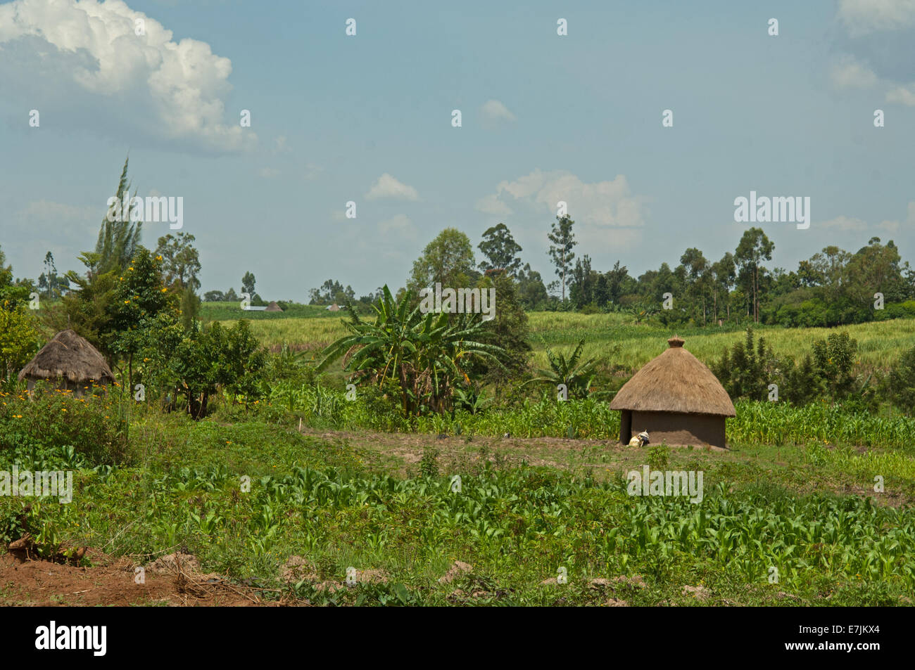 Small African farm with hut, near Kitale, Kenya, Africa. Stock Photo