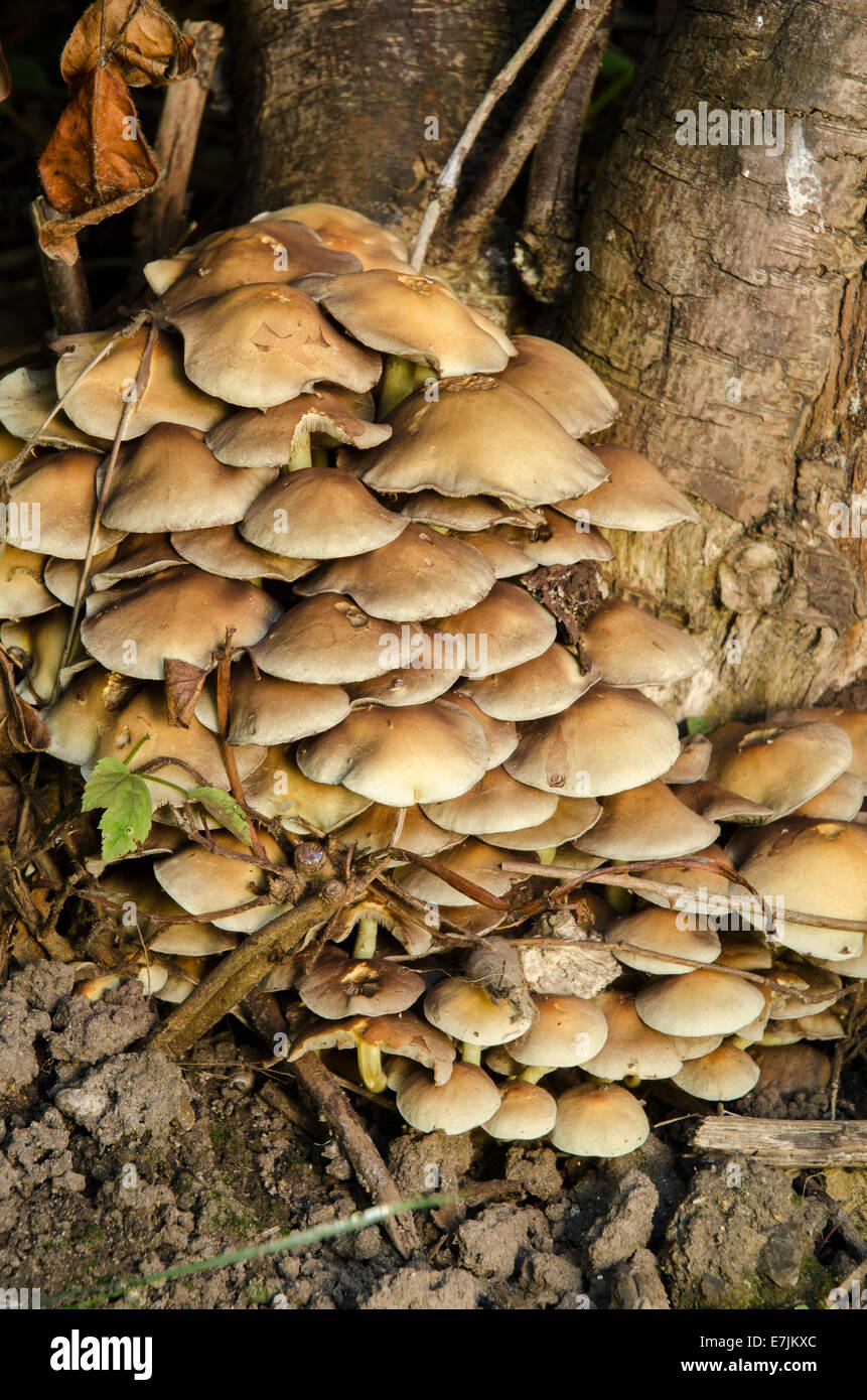 Sulpher Tuft fungi Hypholoma fasciculare Stock Photo