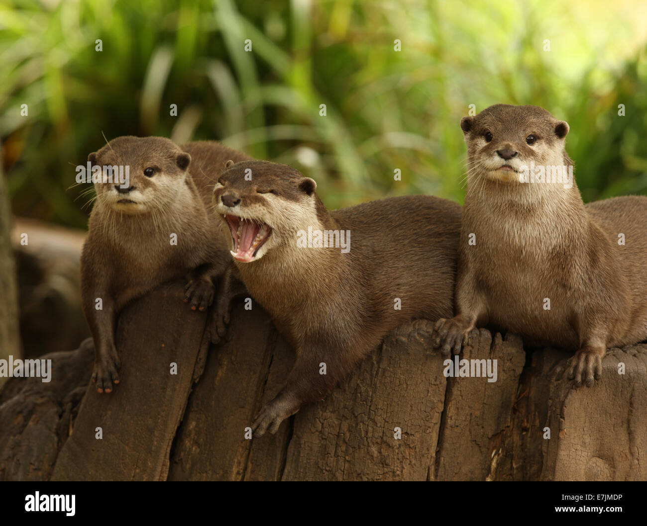 A group of European Otters Stock Photo