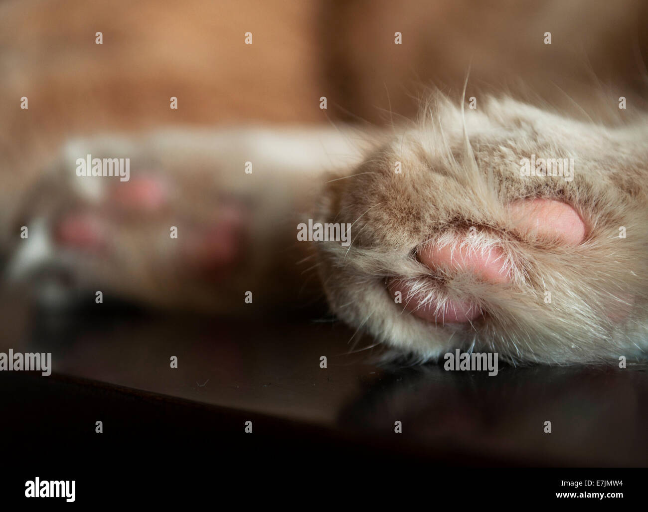 Close up of two cream colored cat paws Stock Photo