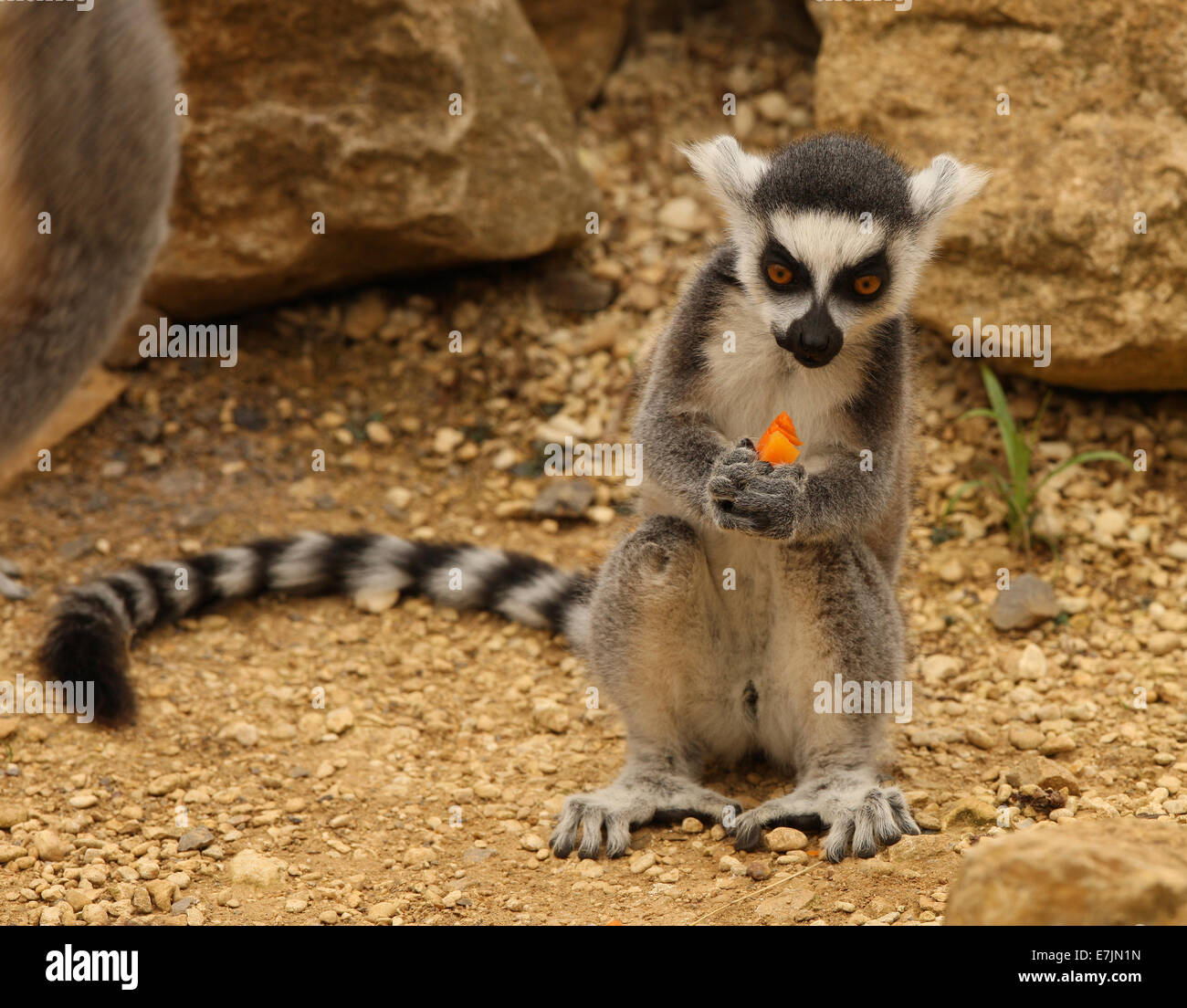 Ring tailed lemur onesie hotsell