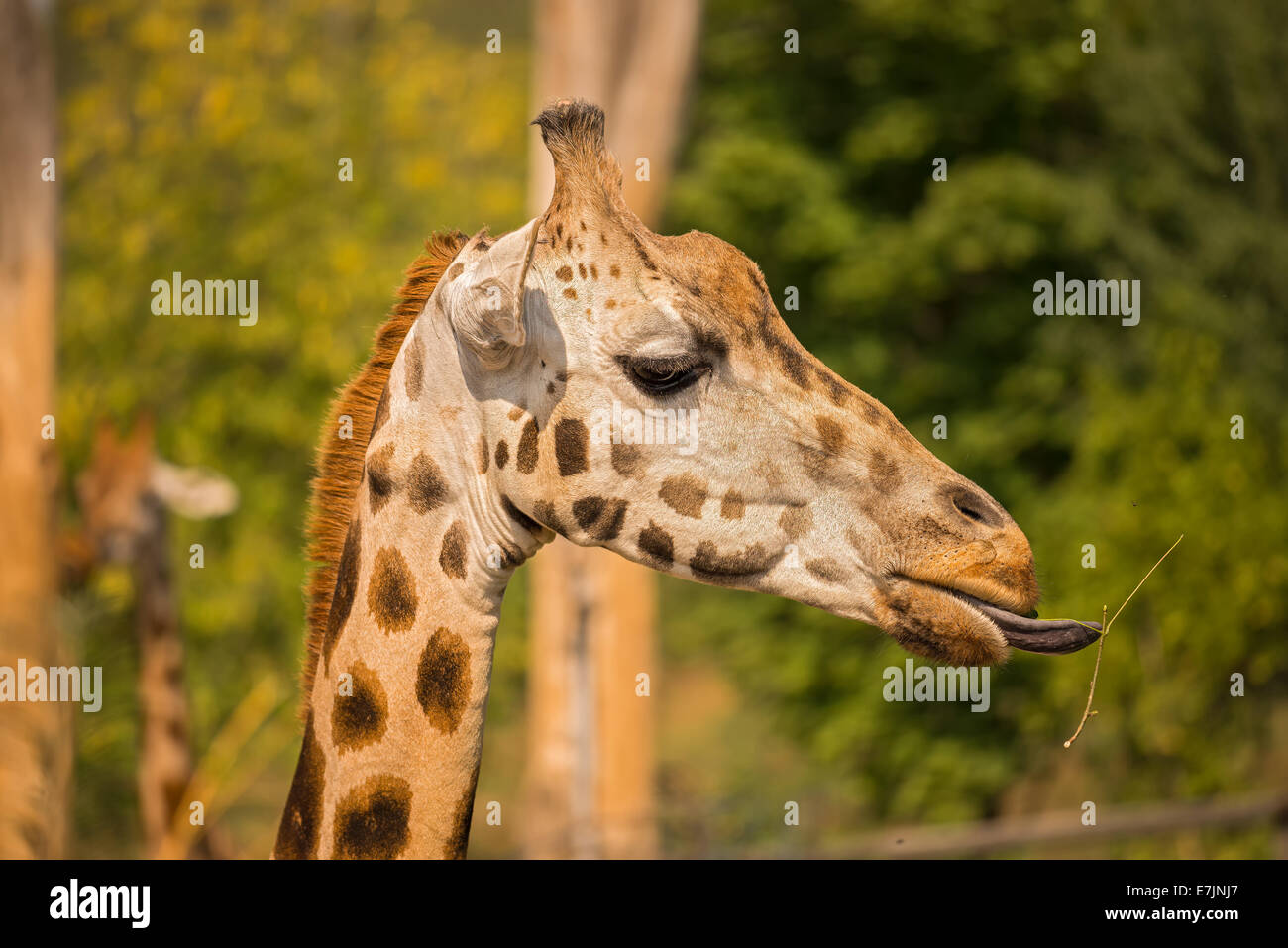 Closeup of a giraffe (Giraffa camelopardalis) eating grass Stock Photo