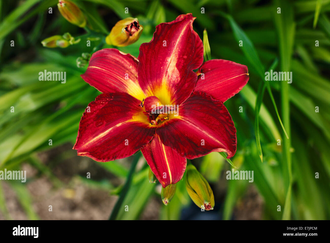 Blooming daylilies in the garden Stock Photo