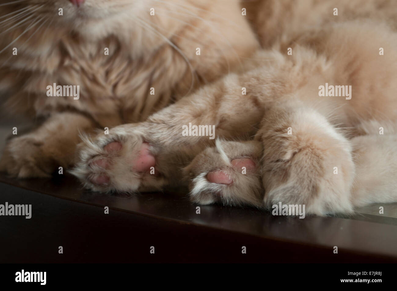 Close up of 4 cat paws Stock Photo