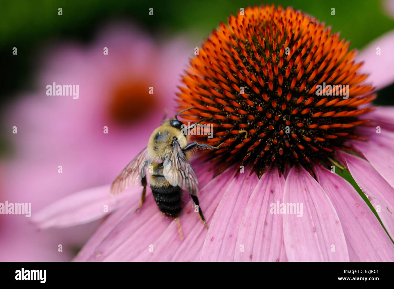 Carpenter bees on cone flower. Stock Photo