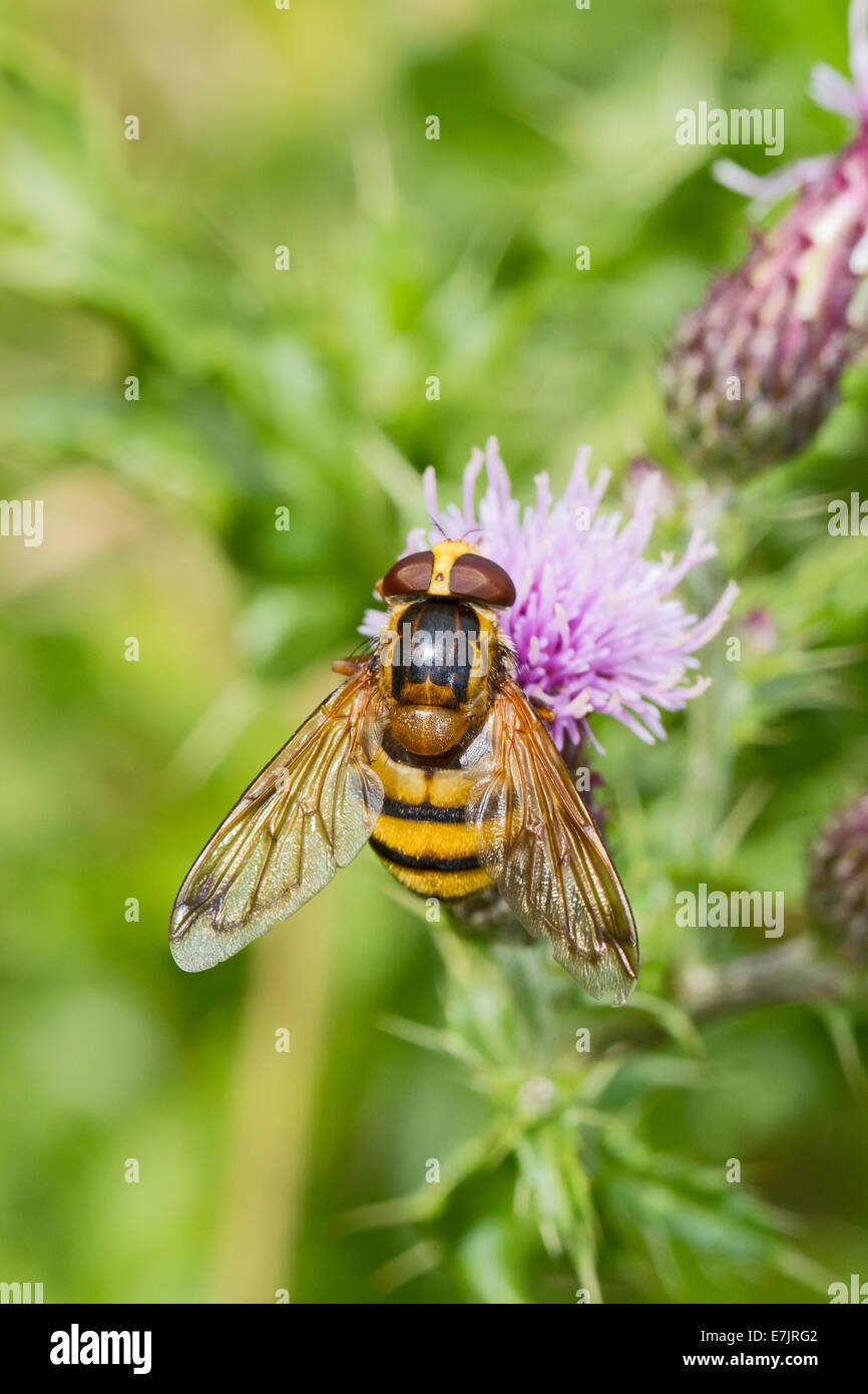 Hornet-mimic Hoverfly feeding on thistle Stock Photo