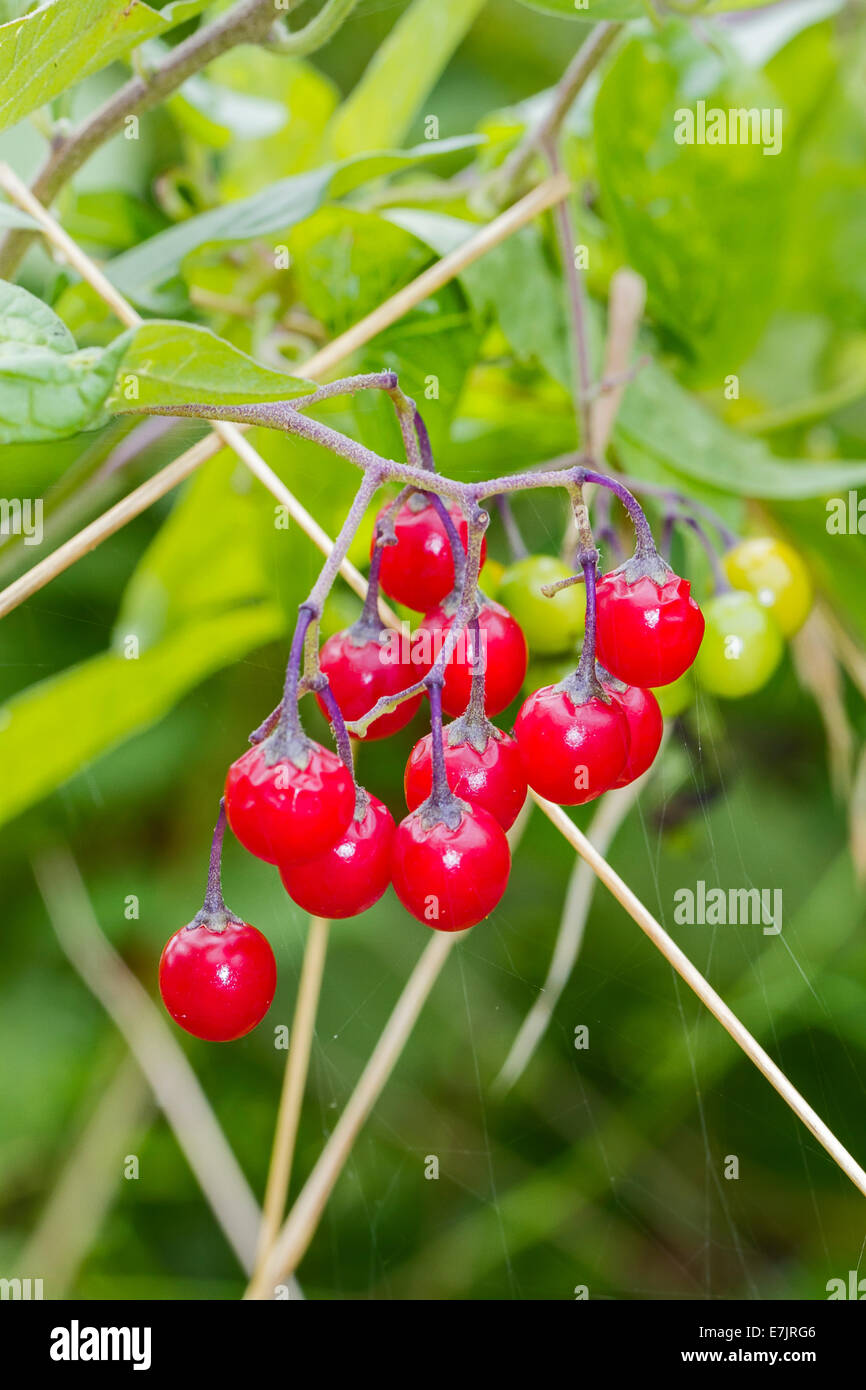 Bittersweet or Woody Nightshade berries in September Stock Photo Alamy