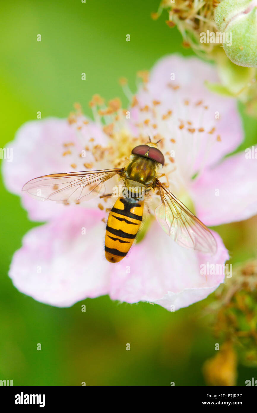 Marmalade Hoverfly feeding on bramble  blossom Stock Photo