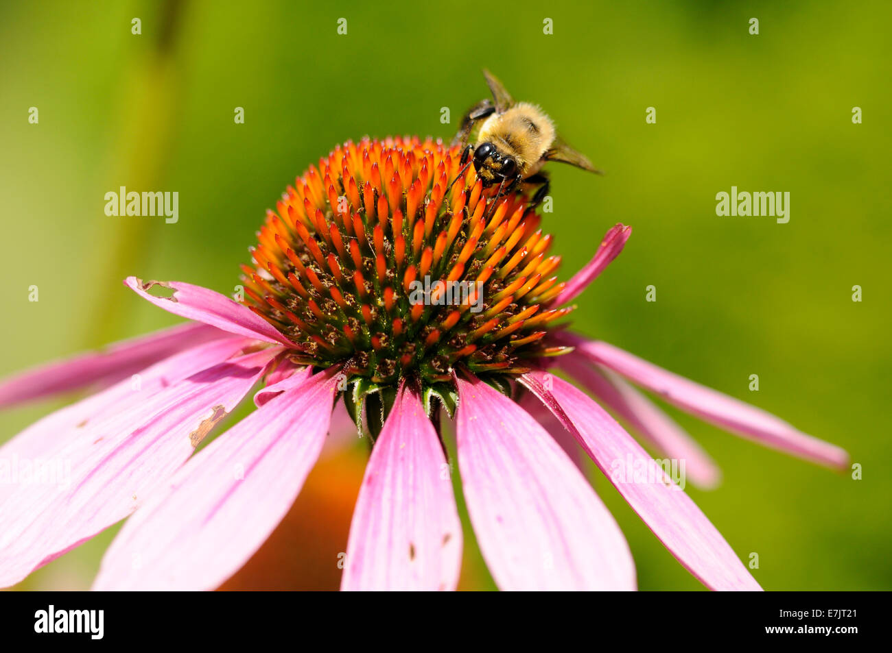 Carpenter bees on cone flower. Stock Photo
