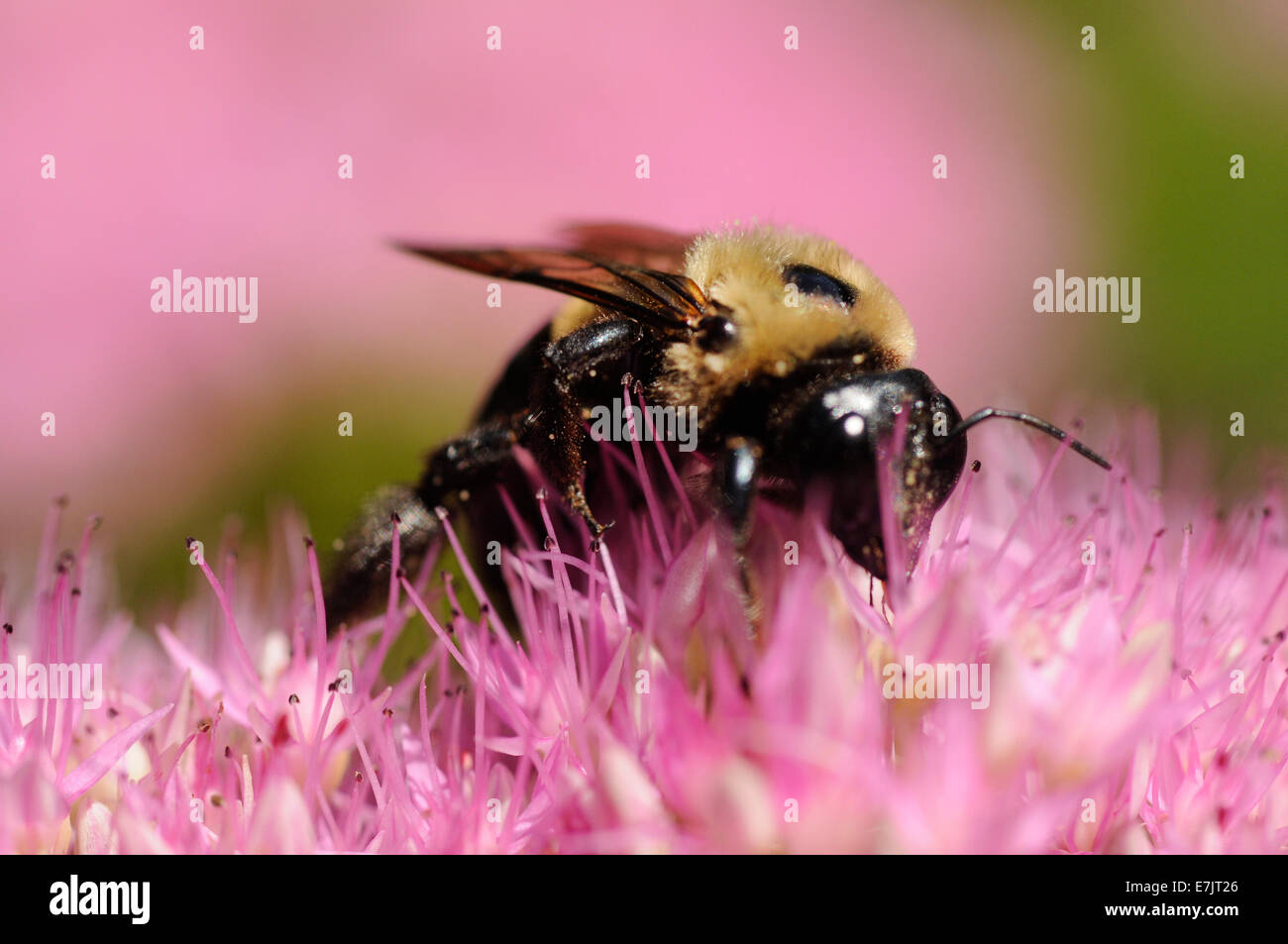 Carpenter bees on pink kalanchoe flower. Stock Photo
