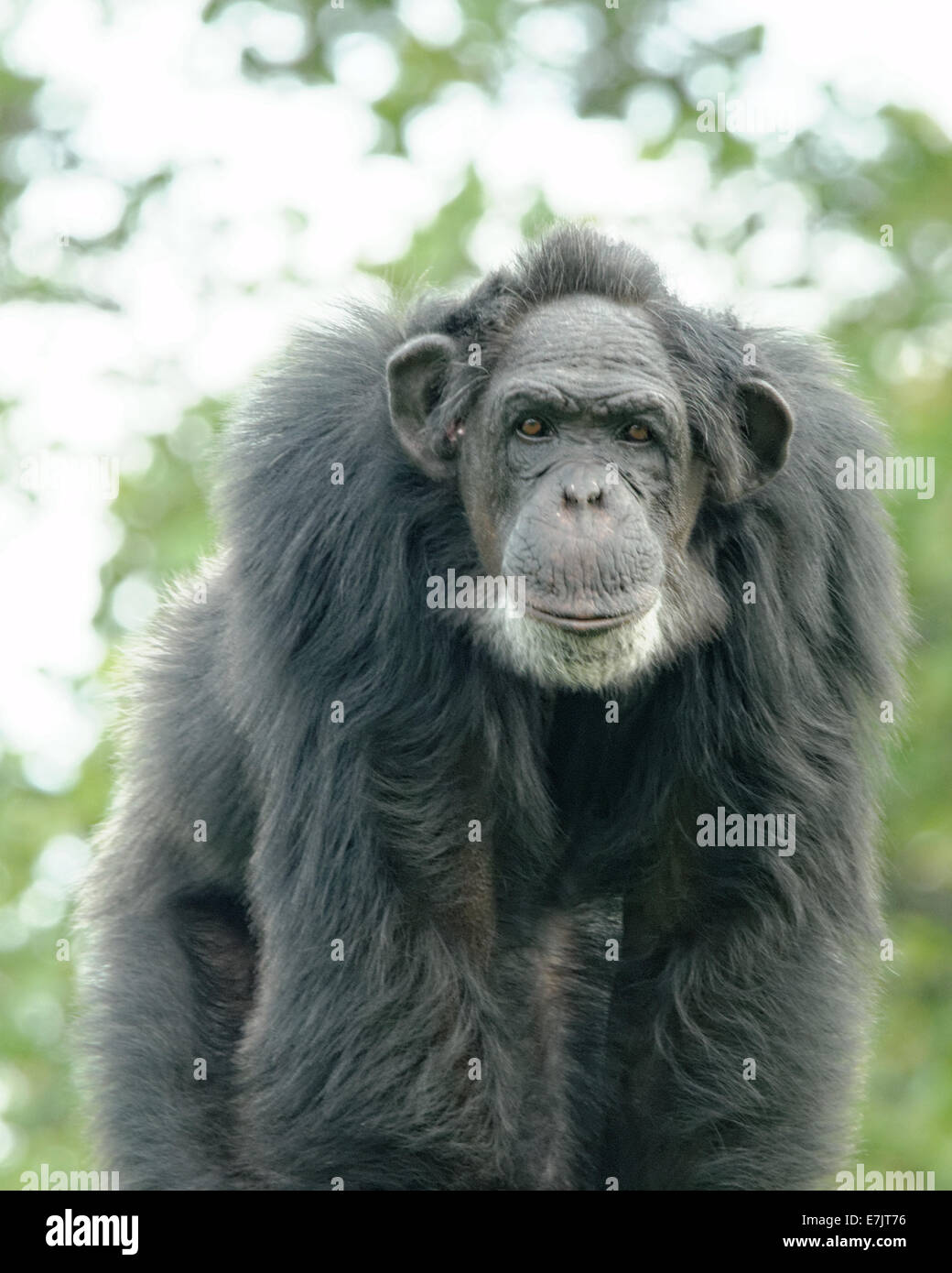 Common chimpanzee (Pan troglodytes), also known as the robust chimpanzee, is a species of great ape. Stock Photo