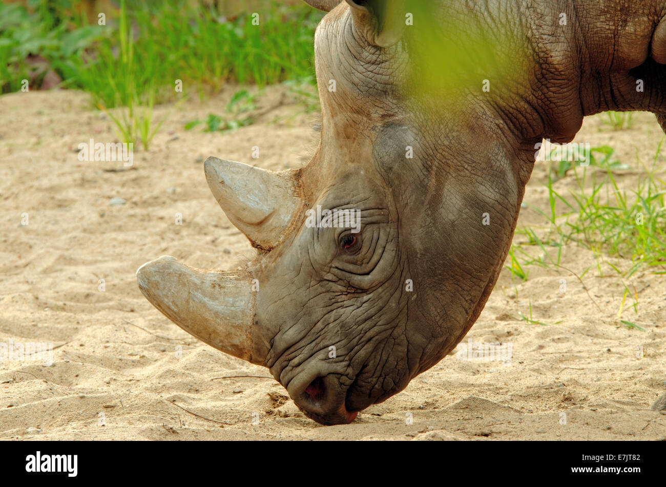 Black rhinoceros or hook-lipped rhinoceros (Diceros bicornis) is a species of rhinoceros, native to eastern and central Africa. Stock Photo