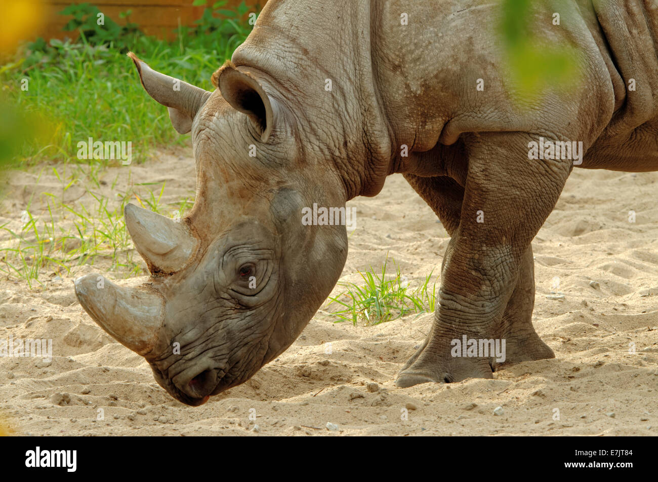 Black rhinoceros or hook-lipped rhinoceros (Diceros bicornis) is a species of rhinoceros, native to eastern and central Africa. Stock Photo