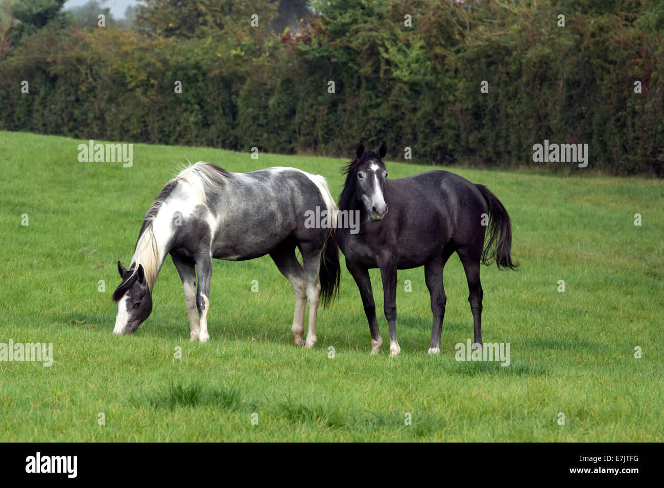 A skewbald and a grey horse in a field, Warwickshire, UK Stock Photo