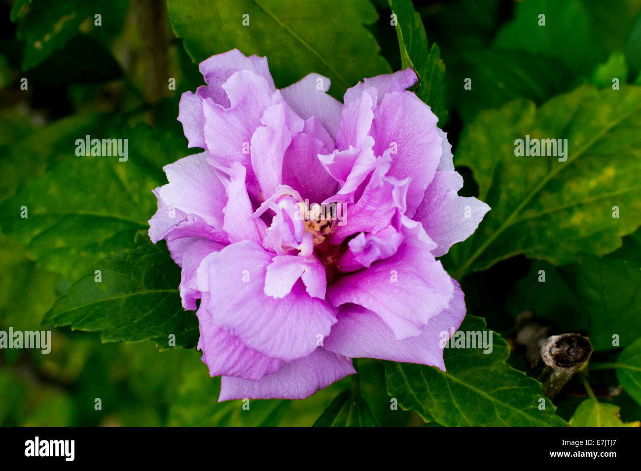 Hibiscus flower with multiple purple petals. Stock Photo
