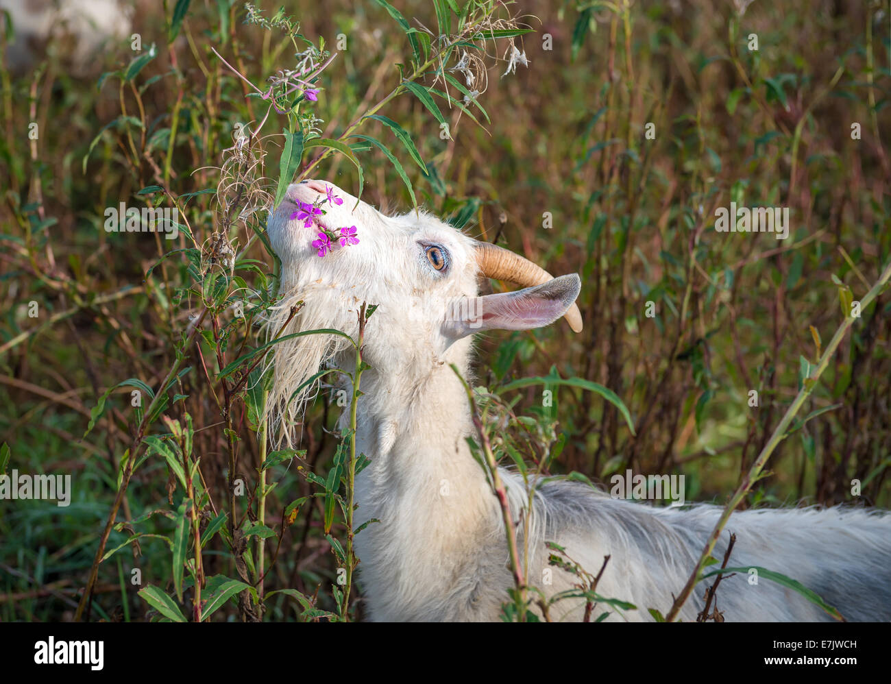 Goat eating grass flowers Stock Photo Alamy
