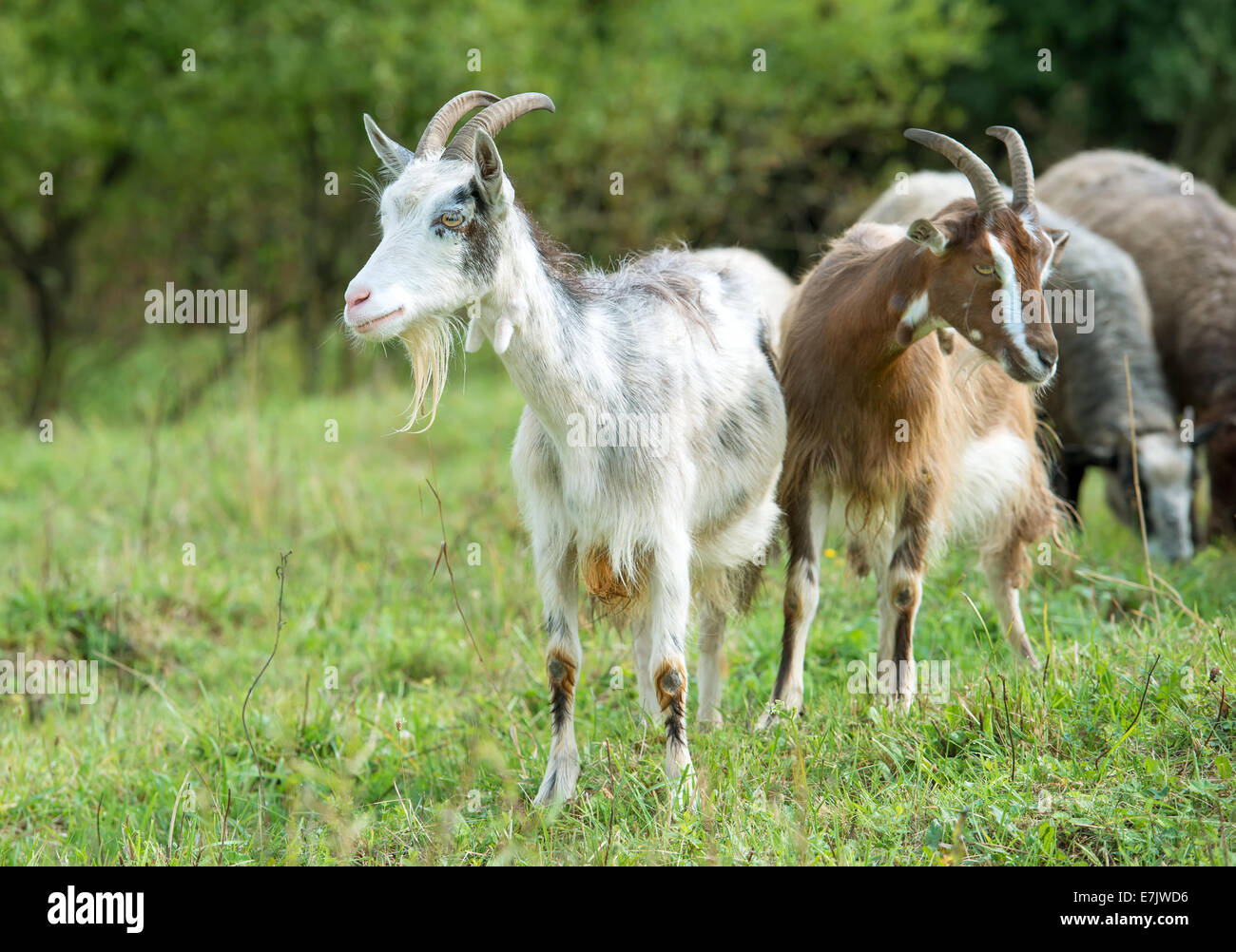 Goats and sheep grazing Stock Photo - Alamy