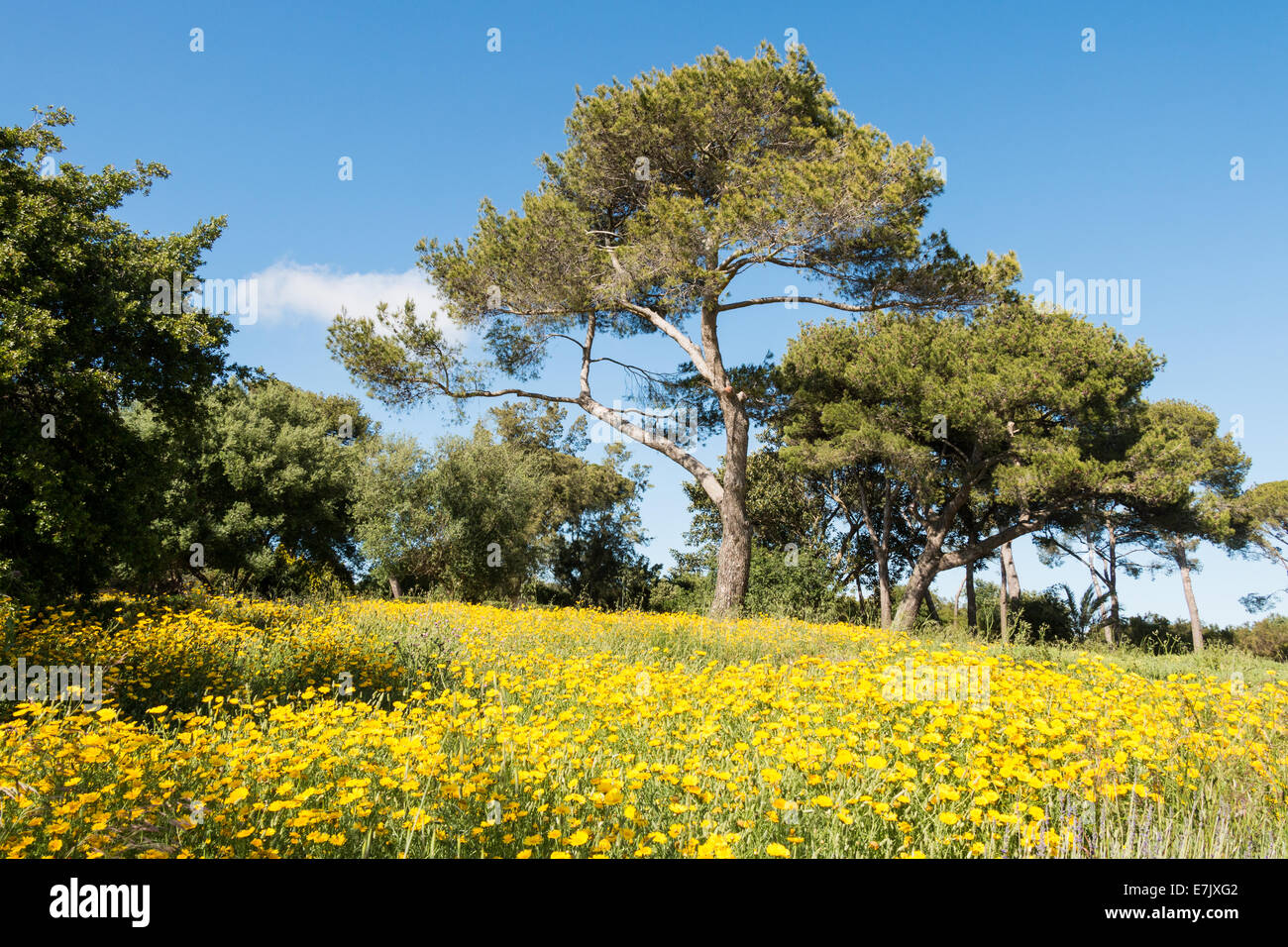 Lawn and trees in east Sicily Stock Photo