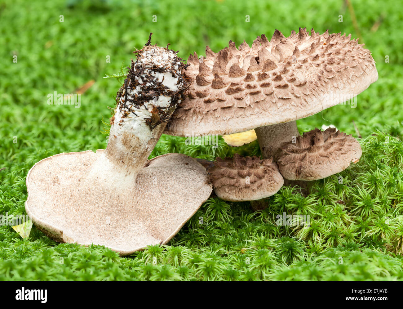 Scaly hedgehog mushroom Stock Photo