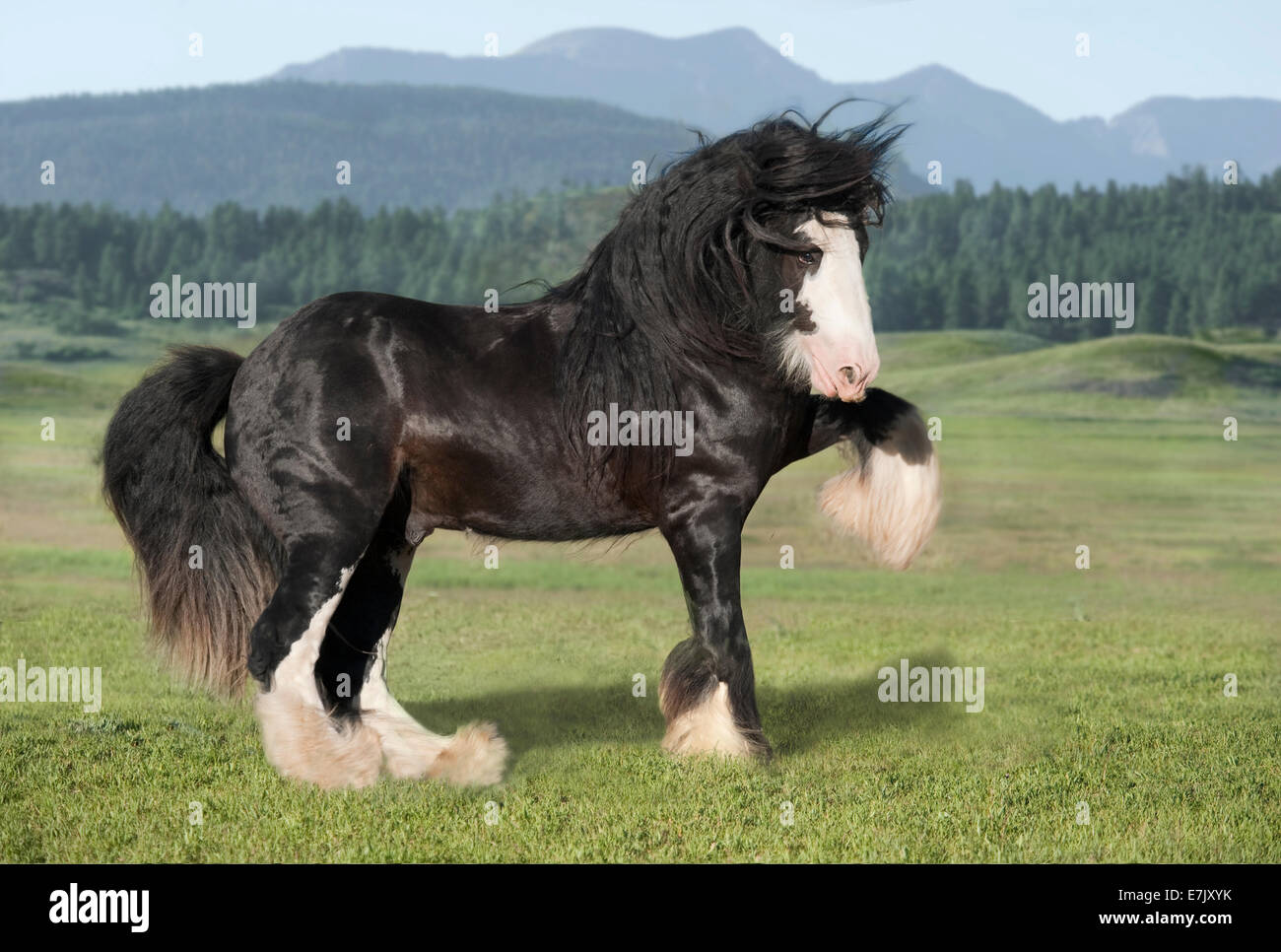 Gypsy Vanner Horse stallion Stock Photo