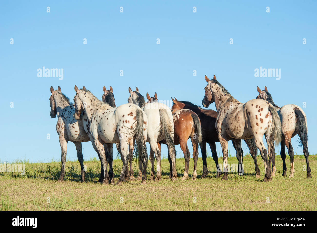 Tiger Horse herd. Tiger horses are gaited, spotted trail horses with a coat color much like the