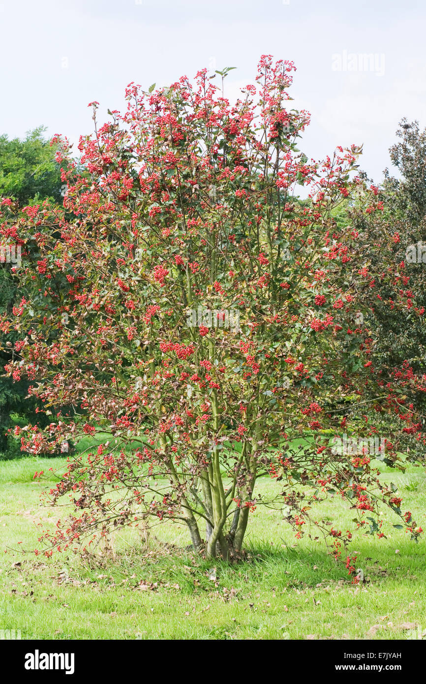 Sorbus borbasii. Red berries in Autumn. Stock Photo