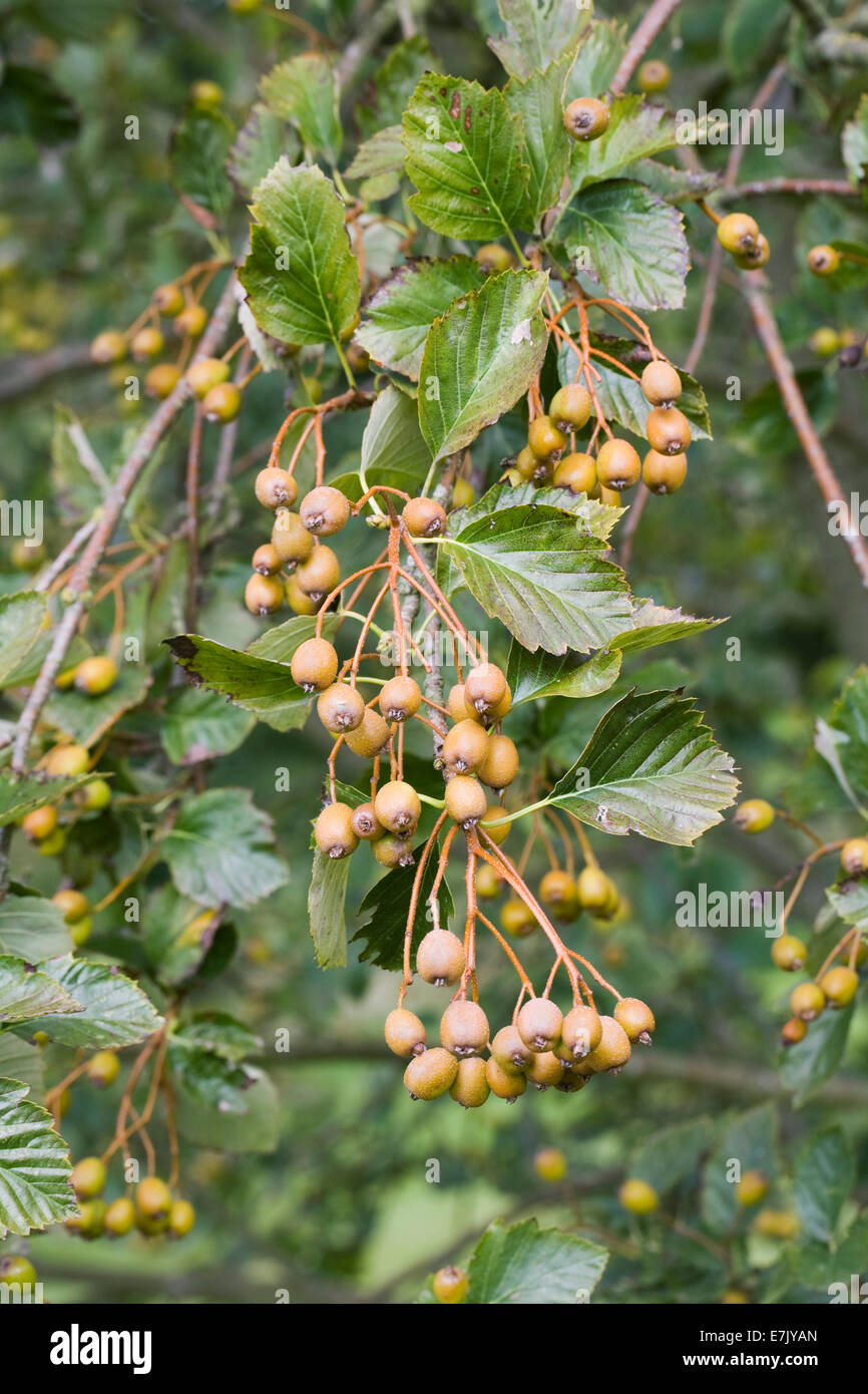 Sorbus x vagensis. Yellow berries in Autumn. Stock Photo