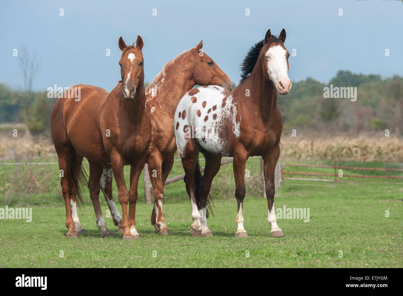 Appaloosas and Quarter horse Stock Photo Alamy