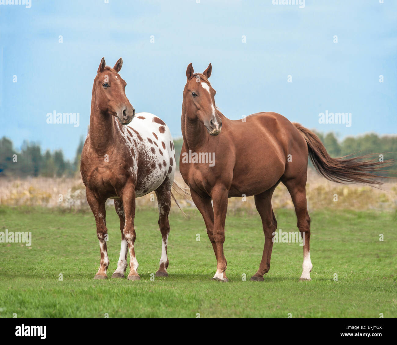 Appaloosas and Quarter horse Stock Photo Alamy