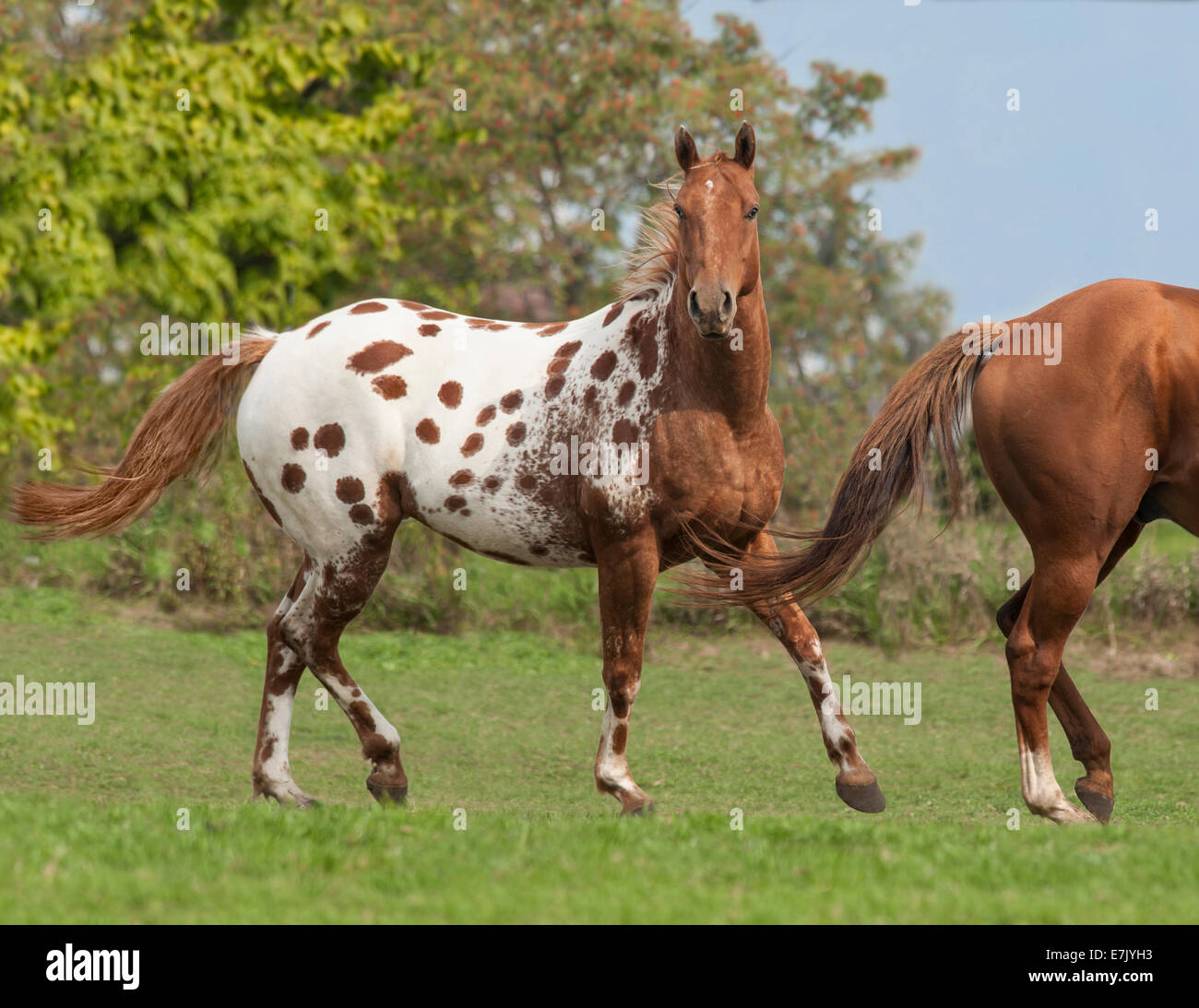 557 Appaloosa Horses Stock Photos - Free & Royalty-Free Stock Photos from  Dreamstime