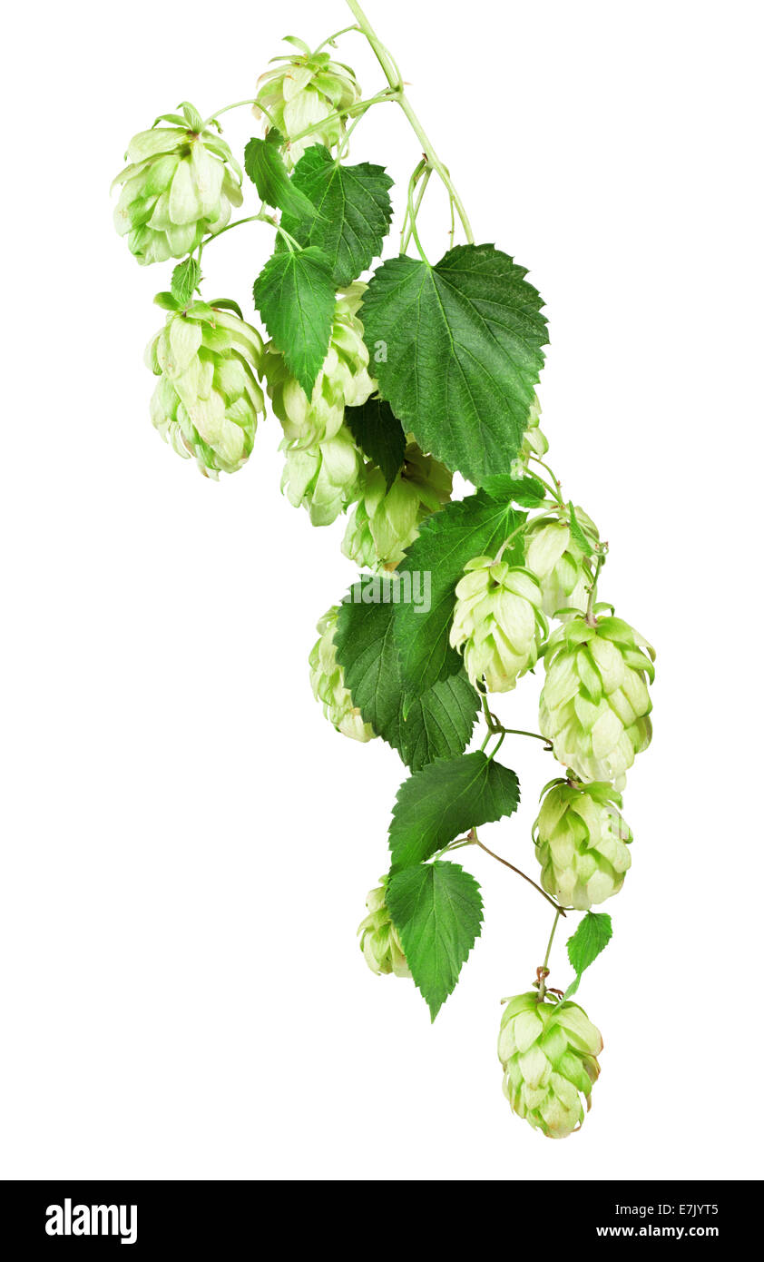 Fresh Hop isolated on the white background. Clipping Path Stock Photo