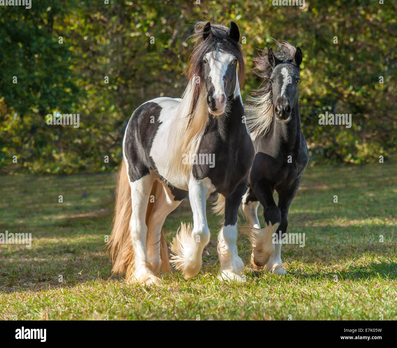 Gypsy Vanner Horse filly with weanling colt Stock Photo