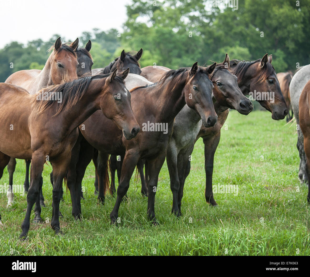 Touch herd hi-res stock photography and images - Alamy