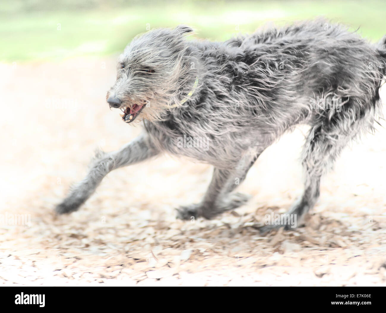 Digital photo art of Lurcher dog running Stock Photo