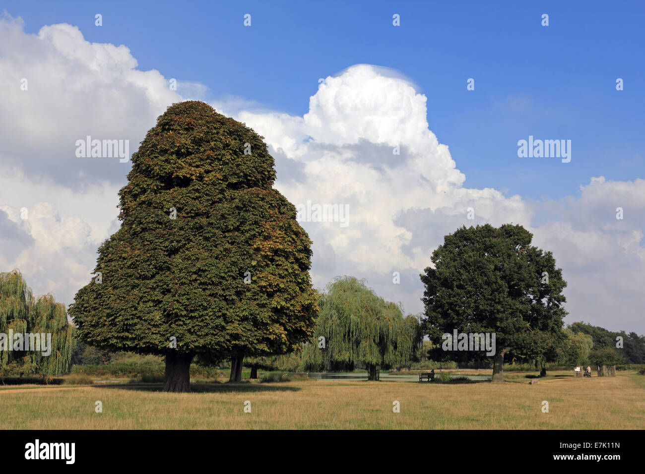 Bushy Park, SW London, England, UK. 19th September 2014. Unusual cloud formation in the sky over South West London. A large cumulus cloud is capped with a small wispy pileus cloud against a vivid blue sky. Credit:  Julia Gavin UK/Alamy Live News Stock Photo