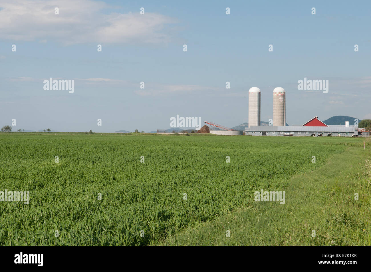 Farm Bas Saint Laurent Quebec Canada Stock Photo