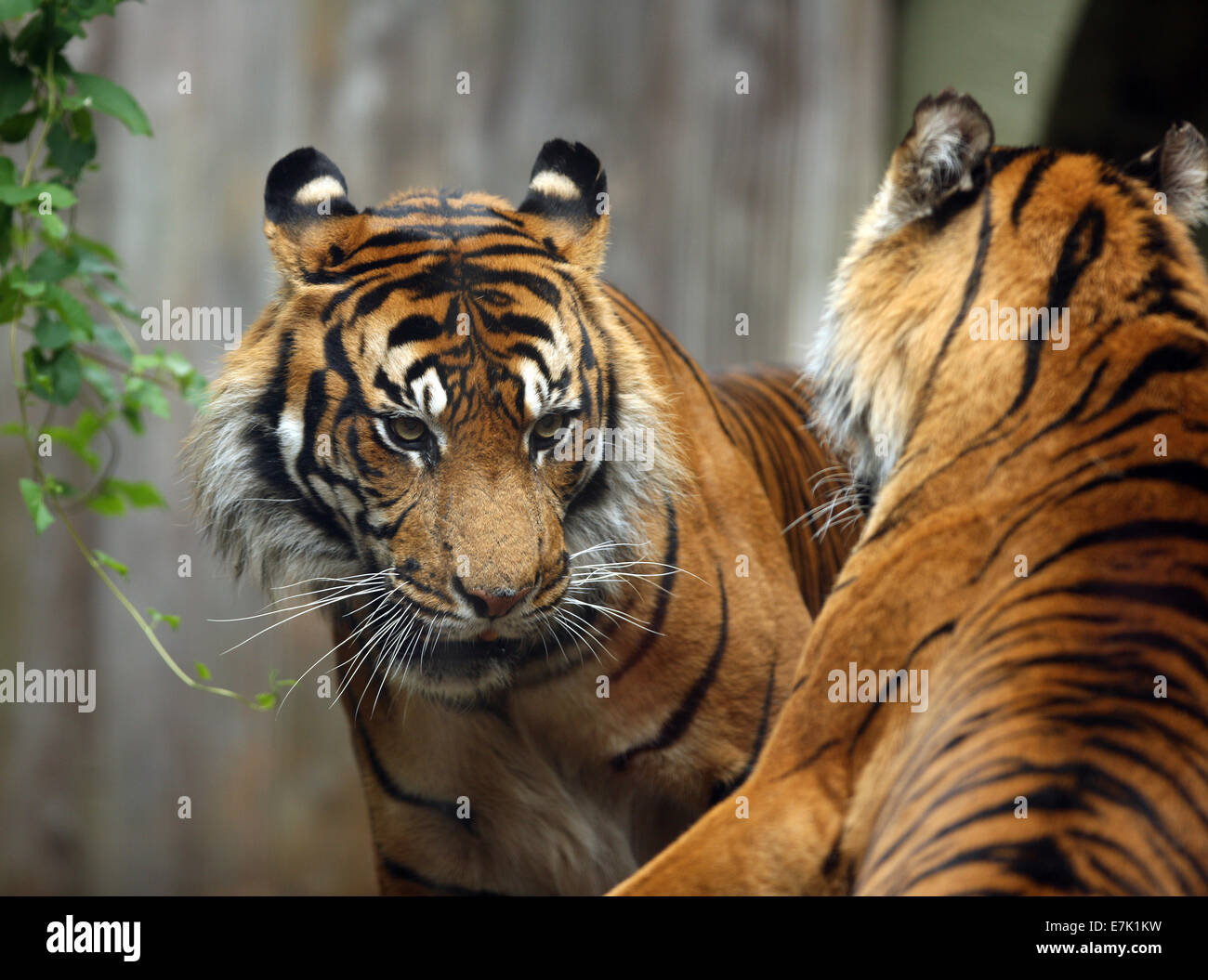 Close up of two fighting  Bengal Tigers Stock Photo