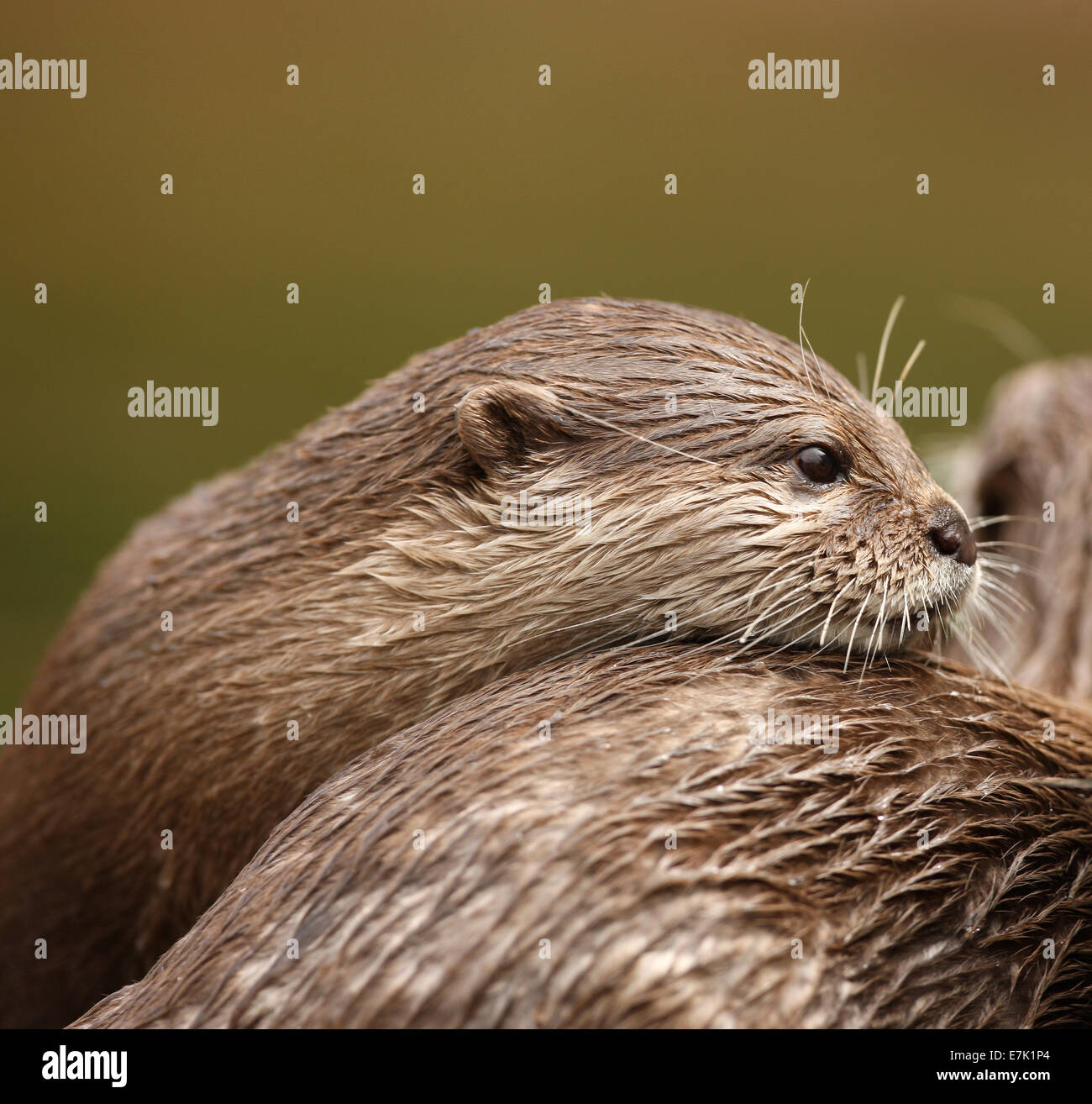 Oriental Short-Clawed Otters cuddling Stock Photo