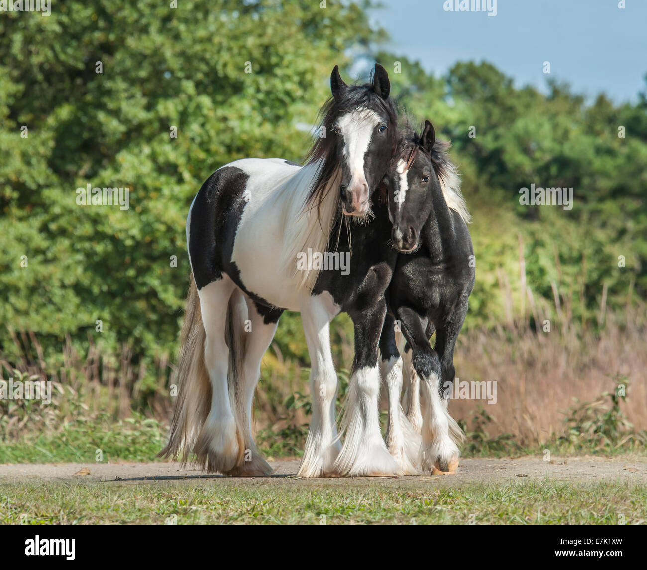 Gypsy Vanner Horse filly with weanling colt Stock Photo