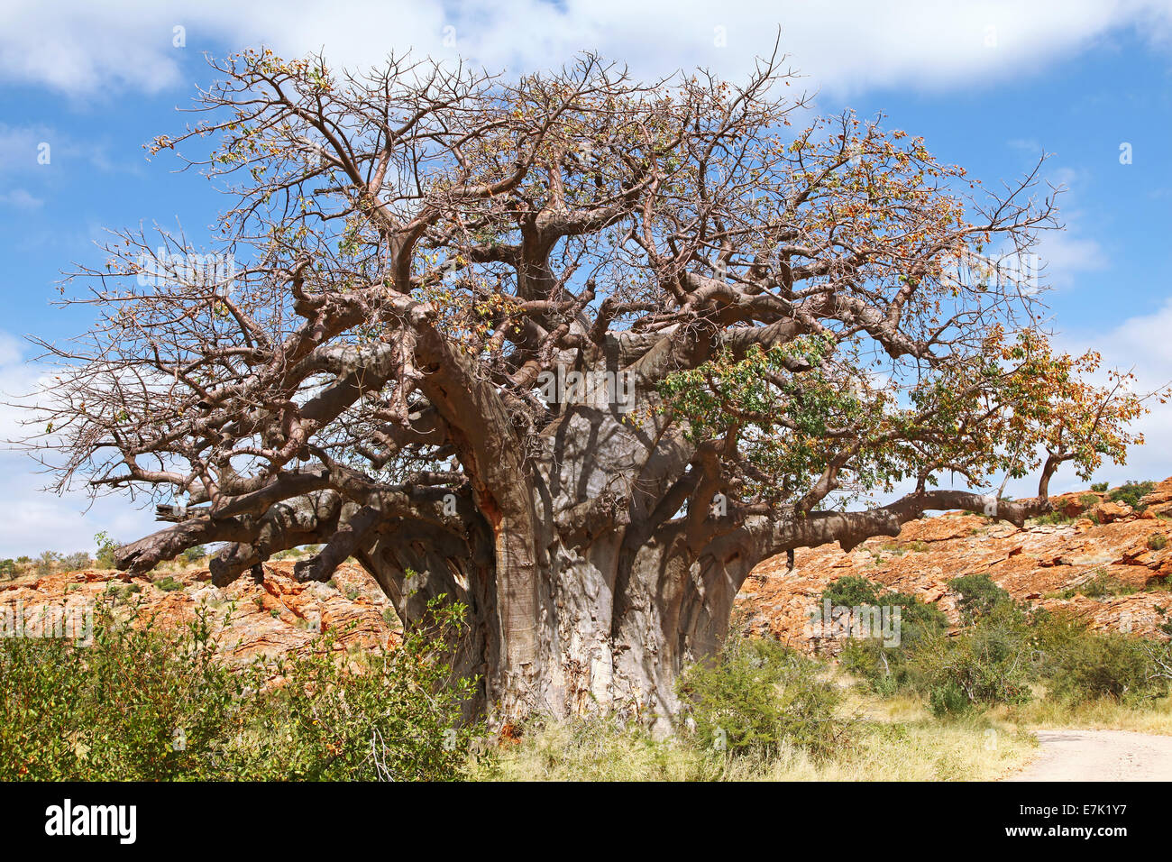 monkey-bread tree, Mapungubwe National Park, South Africa, Adansonia digitata Stock Photo