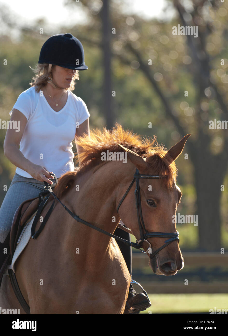 Woman rider training horse jump seat Stock Photo
