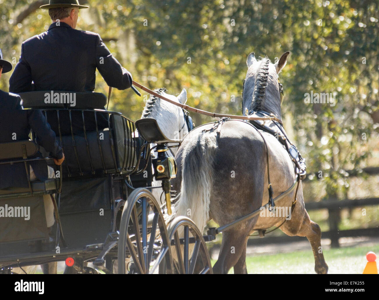 pair of horses driven in Combined Driving competition Stock Photo Alamy