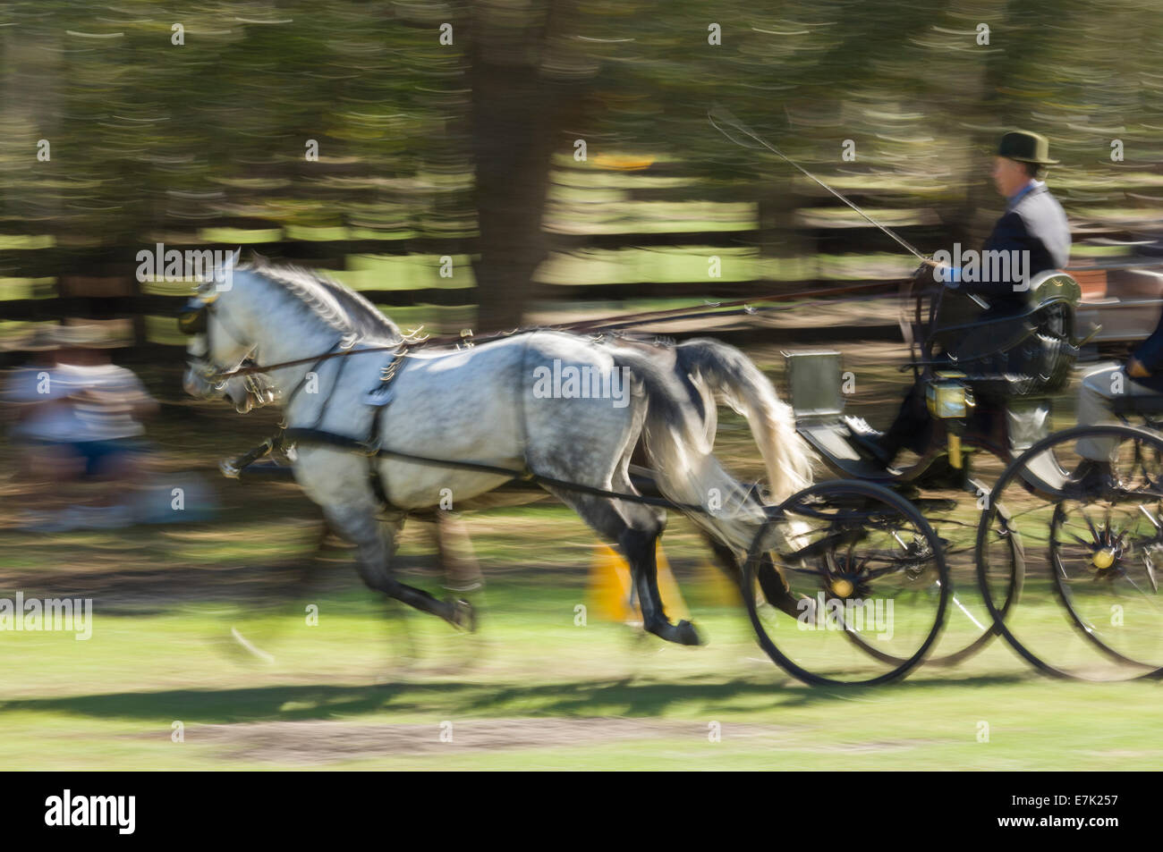 pair of horse driving cart or buggy, Combined Driving Competition Stock