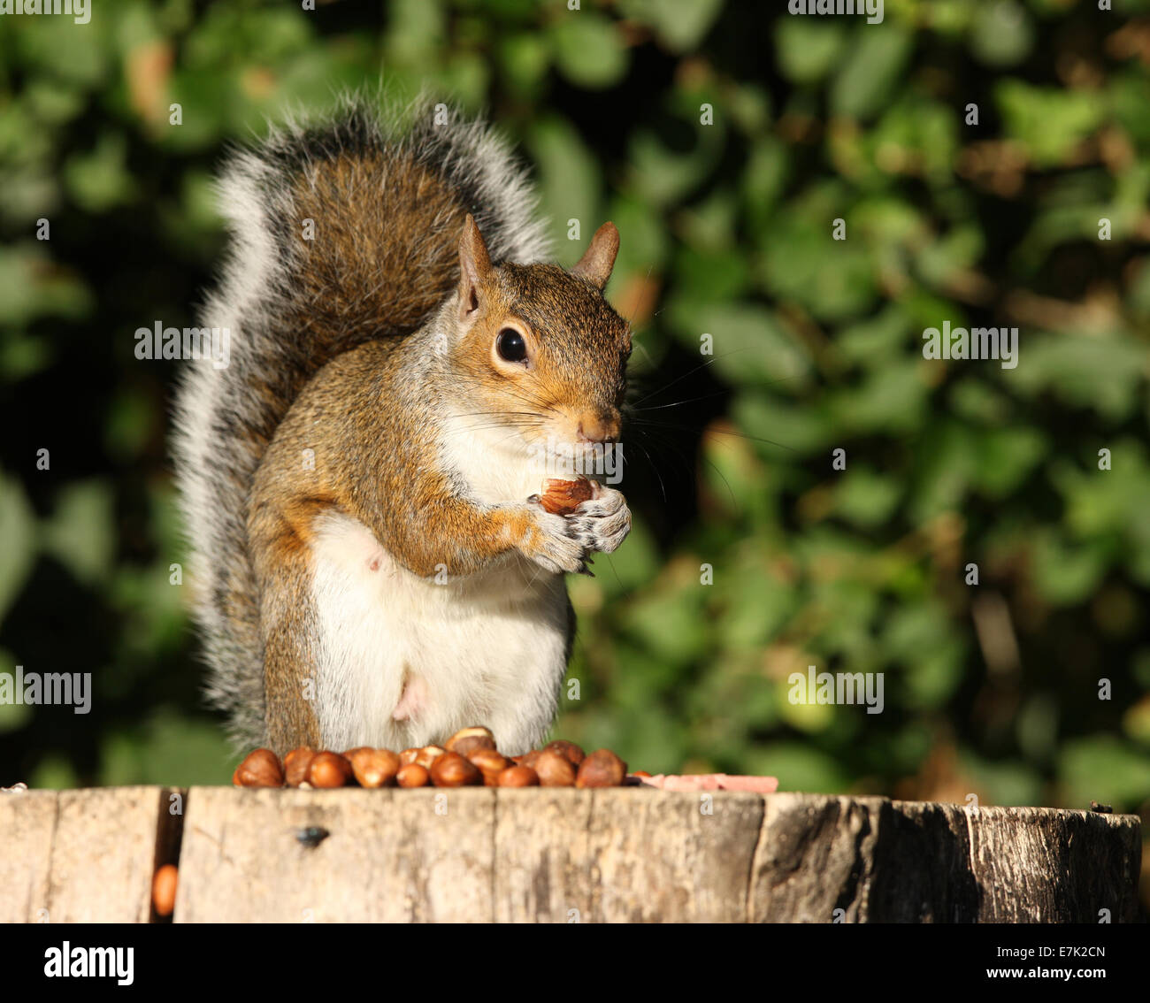 Squirrel collecting nuts hires stock photography and images Alamy