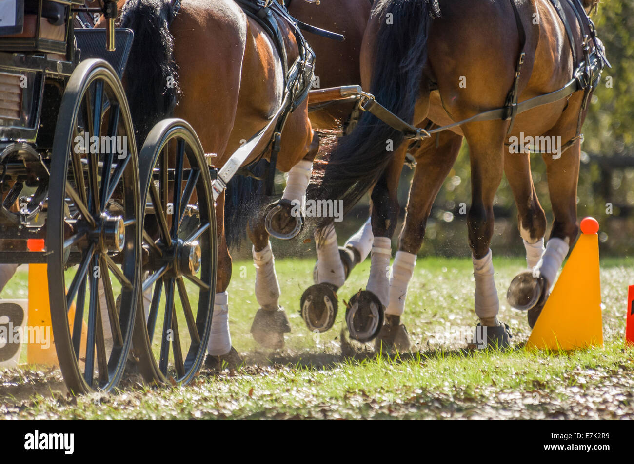 Team of horses pulling cart at combined driving competition Stock Photo