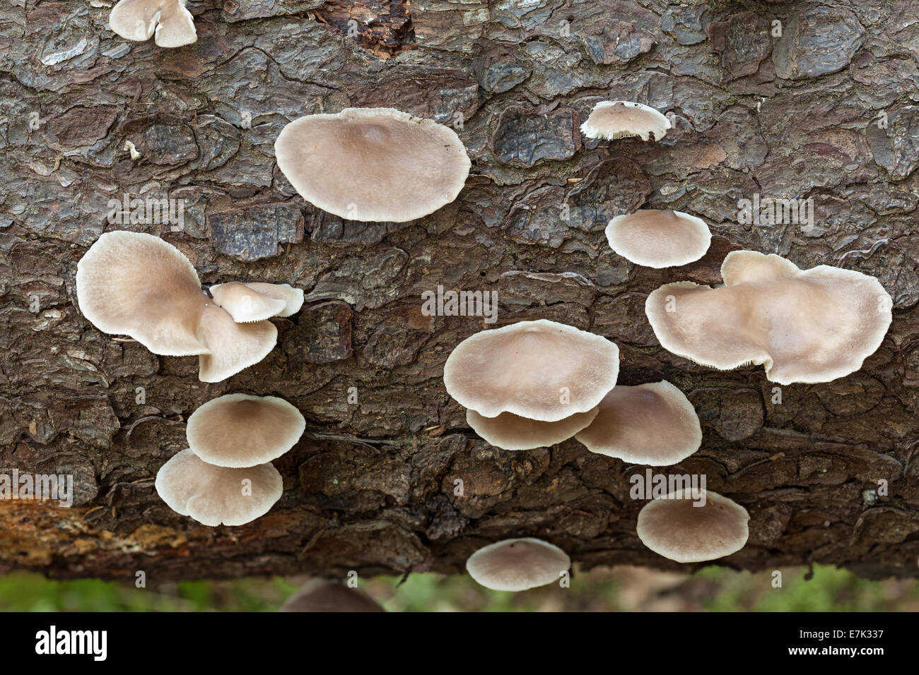 Italian Oyster mushrooms Stock Photo