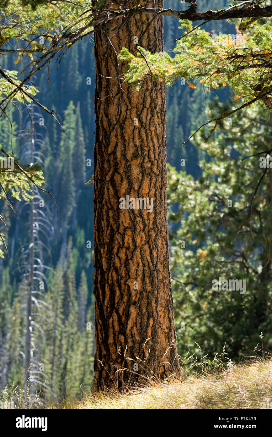 Ponderosa pine tree in Oregon's Wallowa Mountains. Stock Photo