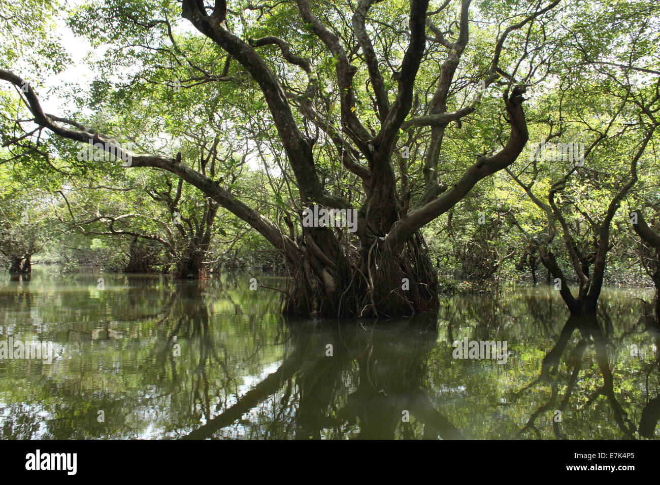 Sylhet, Bangladesh. 12th Sep, 2014. Ratargul Swamp Forest is a freshwater swamp forest located