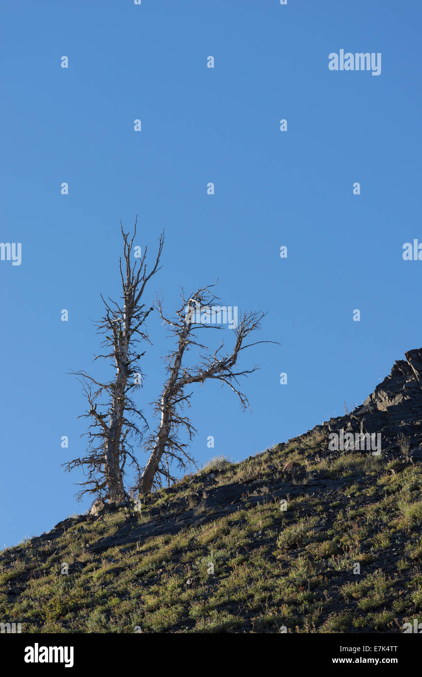 Dead tree high in Oregon's Wallowa Mountains. Stock Photo