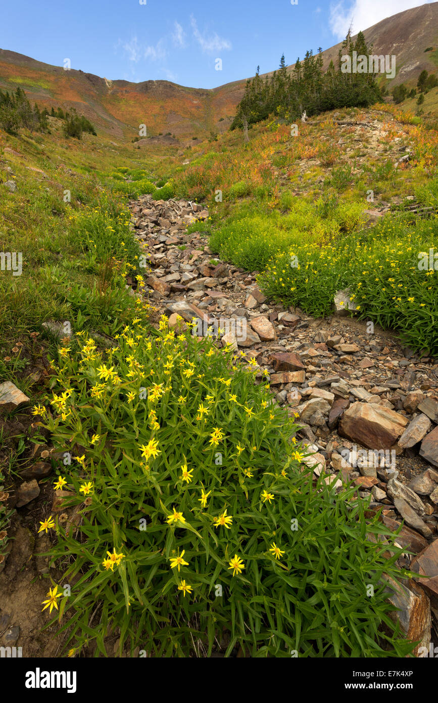 Flowers blooming along a dry stream bed high in Oregon's Wallowa Mountains. Stock Photo